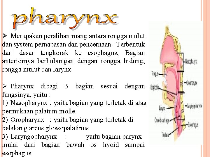 Ø Merupakan peralihan ruang antara rongga mulut dan system pernapasan dan pencernaan. Terbentuk dari Ø Merupakan peralihan ruang antara rongga mulut dan system pernapasan dan pencernaan. Terbentuk dari