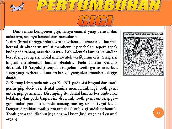 Dari semua komponen gigi, hanya enamel yang berasal dari ectoderm, sisanya berasal dari mesoderm. Dari semua komponen gigi, hanya enamel yang berasal dari ectoderm, sisanya berasal dari mesoderm.