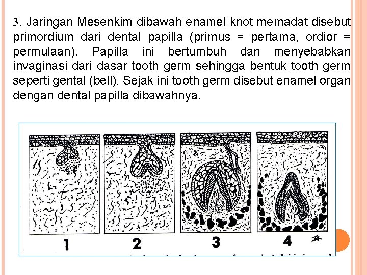 3. Jaringan Mesenkim dibawah enamel knot memadat disebut primordium dari dental papilla (primus = 3. Jaringan Mesenkim dibawah enamel knot memadat disebut primordium dari dental papilla (primus =