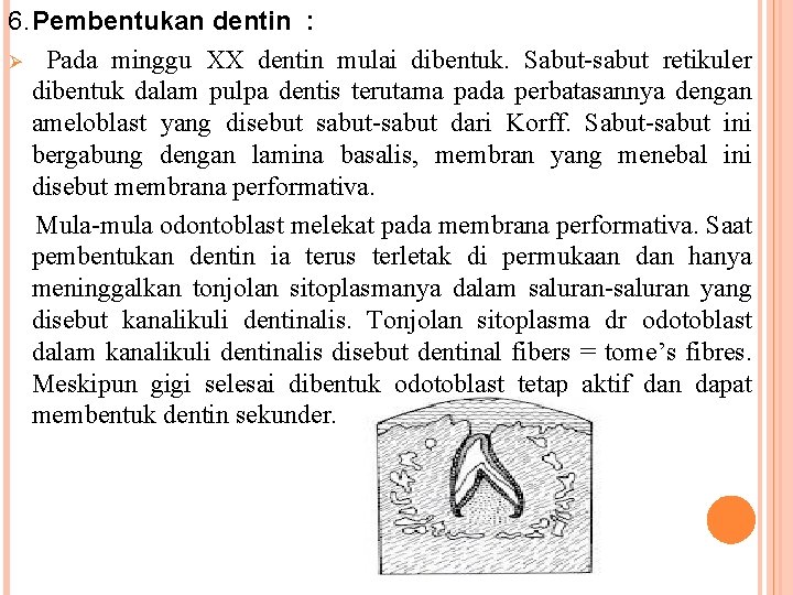 6. Pembentukan dentin : Ø Pada minggu XX dentin mulai dibentuk. Sabut-sabut retikuler dibentuk 6. Pembentukan dentin : Ø Pada minggu XX dentin mulai dibentuk. Sabut-sabut retikuler dibentuk