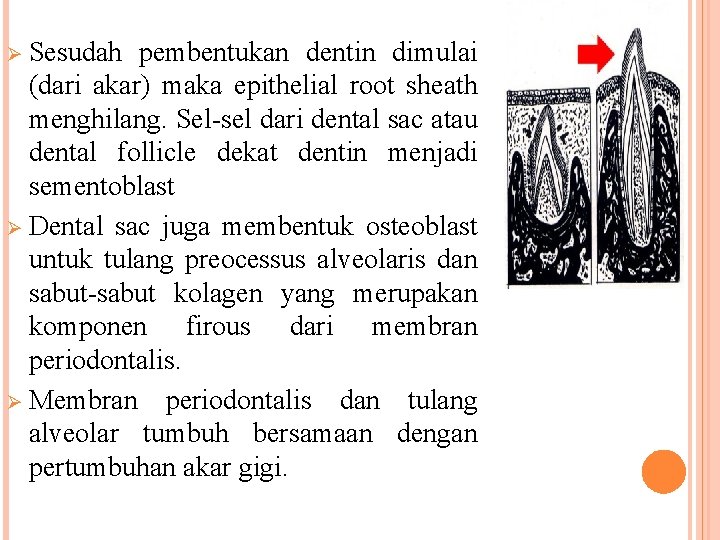 Ø Sesudah pembentukan dentin dimulai (dari akar) maka epithelial root sheath menghilang. Sel-sel dari Ø Sesudah pembentukan dentin dimulai (dari akar) maka epithelial root sheath menghilang. Sel-sel dari