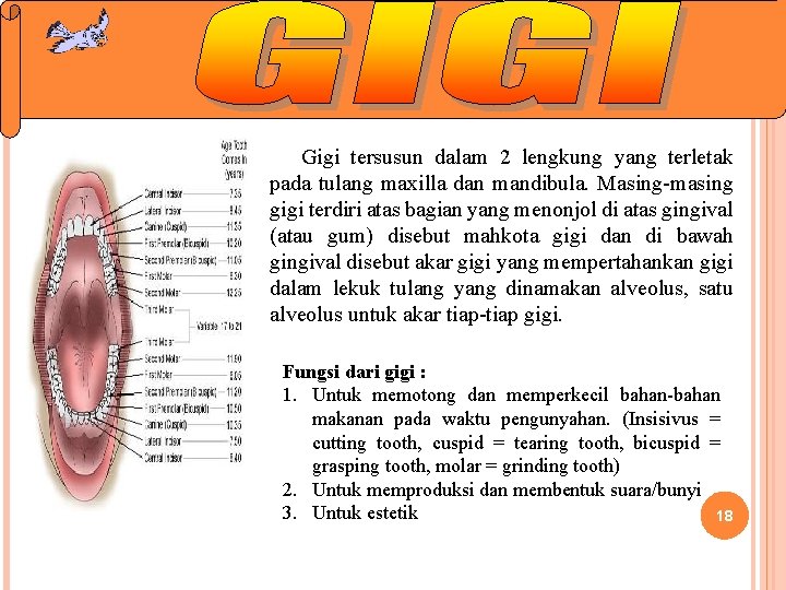 Gigi tersusun dalam 2 lengkung yang terletak pada tulang maxilla dan mandibula. Masing-masing gigi Gigi tersusun dalam 2 lengkung yang terletak pada tulang maxilla dan mandibula. Masing-masing gigi