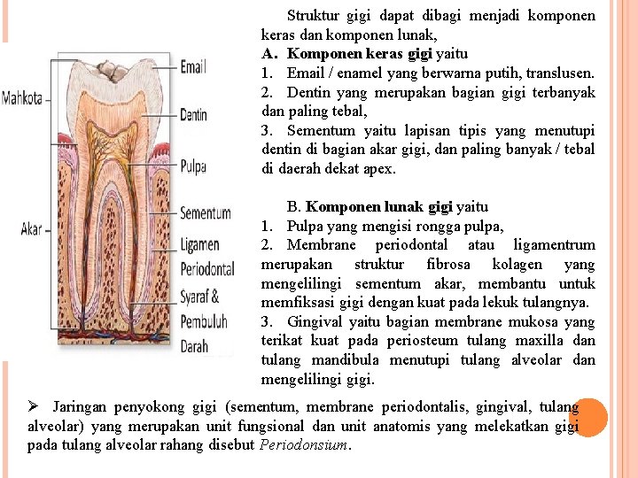 Struktur gigi dapat dibagi menjadi komponen keras dan komponen lunak, A. Komponen keras gigi Struktur gigi dapat dibagi menjadi komponen keras dan komponen lunak, A. Komponen keras gigi