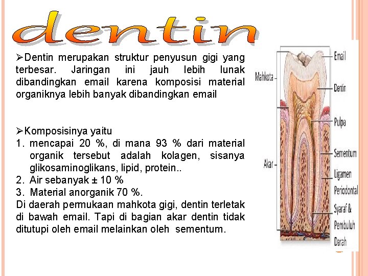 ØDentin merupakan struktur penyusun gigi yang terbesar. Jaringan ini jauh lebih lunak dibandingkan email ØDentin merupakan struktur penyusun gigi yang terbesar. Jaringan ini jauh lebih lunak dibandingkan email
