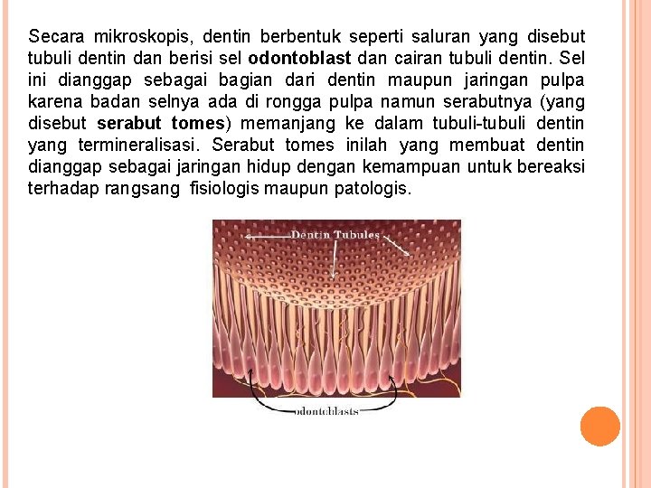 Secara mikroskopis, dentin berbentuk seperti saluran yang disebut tubuli dentin dan berisi sel odontoblast Secara mikroskopis, dentin berbentuk seperti saluran yang disebut tubuli dentin dan berisi sel odontoblast