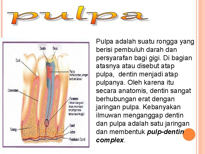 Pulpa adalah suatu rongga yang berisi pembuluh darah dan persyarafan bagi gigi. Di bagian Pulpa adalah suatu rongga yang berisi pembuluh darah dan persyarafan bagi gigi. Di bagian