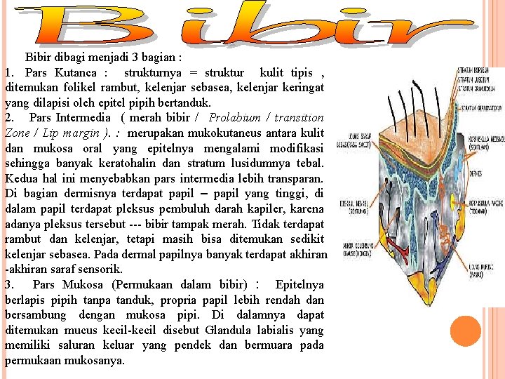 Bibir dibagi menjadi 3 bagian : 1. Pars Kutanca : strukturnya = struktur kulit Bibir dibagi menjadi 3 bagian : 1. Pars Kutanca : strukturnya = struktur kulit