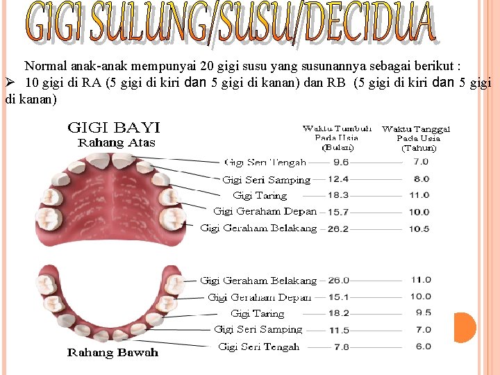 Normal anak-anak mempunyai 20 gigi susu yang susunannya sebagai berikut : Ø 10 gigi Normal anak-anak mempunyai 20 gigi susu yang susunannya sebagai berikut : Ø 10 gigi