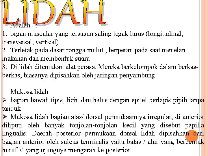Adalah : 1. organ muscular yang tersusun saling tegak lurus (longitudinal, transversal, vertical) 2. Adalah : 1. organ muscular yang tersusun saling tegak lurus (longitudinal, transversal, vertical) 2.