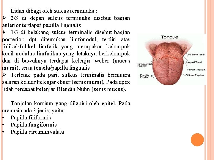 Lidah dibagi oleh sulcus terminalis : Ø 2/3 di depan sulcus terminalis disebut bagian Lidah dibagi oleh sulcus terminalis : Ø 2/3 di depan sulcus terminalis disebut bagian