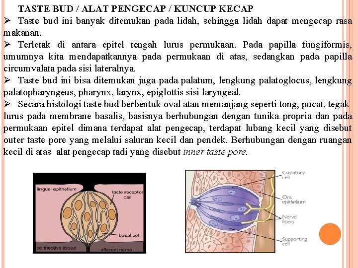 TASTE BUD / ALAT PENGECAP / KUNCUP KECAP Ø Taste bud ini banyak ditemukan TASTE BUD / ALAT PENGECAP / KUNCUP KECAP Ø Taste bud ini banyak ditemukan
