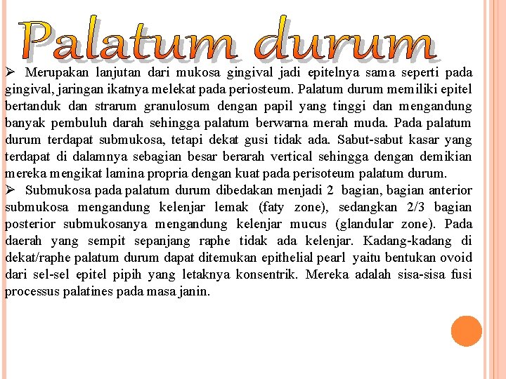 Ø Merupakan lanjutan dari mukosa gingival jadi epitelnya sama seperti pada gingival, jaringan ikatnya Ø Merupakan lanjutan dari mukosa gingival jadi epitelnya sama seperti pada gingival, jaringan ikatnya