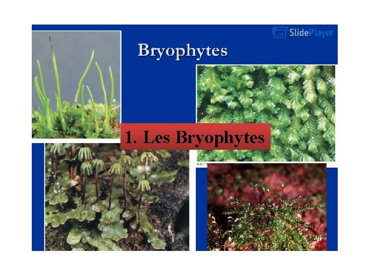 1. Les Bryophytes 