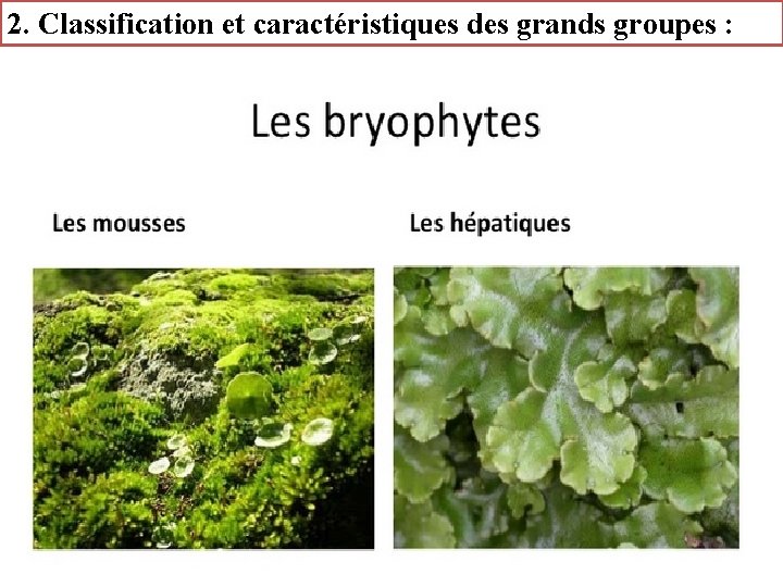 2. Classification et caractéristiques des grands groupes : 