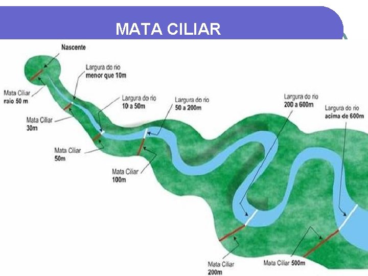 MATA CILIAR 