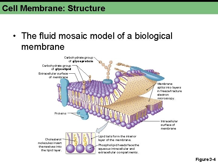 Cell Membrane: Structure • The fluid mosaic model of a biological membrane Carbohydrate group