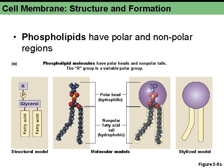 Cell Membrane: Structure and Formation • Phospholipids have polar and non-polar regions (a) Phospholipid
