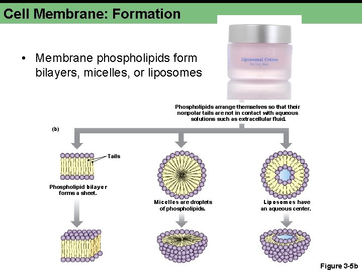 Cell Membrane: Formation • Membrane phospholipids form bilayers, micelles, or liposomes Phospholipids arrange themselves