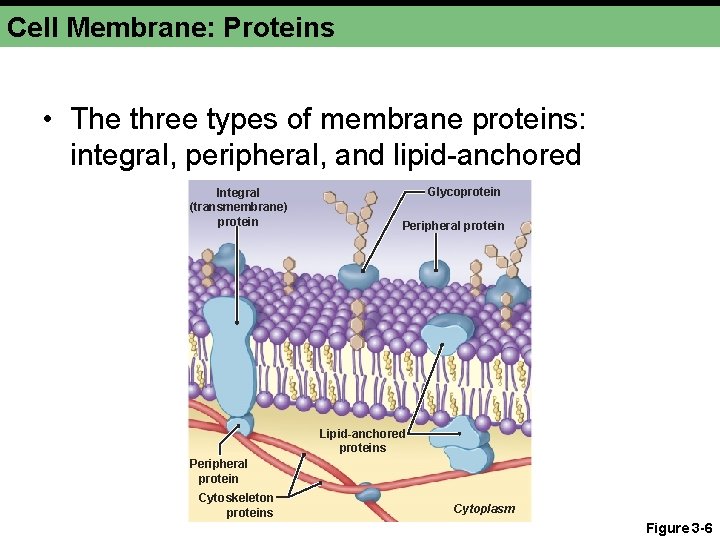 Cell Membrane: Proteins • The three types of membrane proteins: integral, peripheral, and lipid-anchored