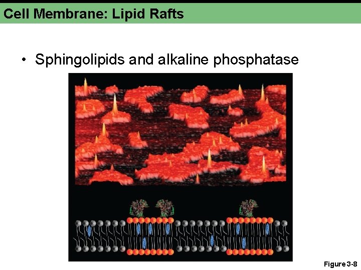 Cell Membrane: Lipid Rafts • Sphingolipids and alkaline phosphatase Figure 3 -8 