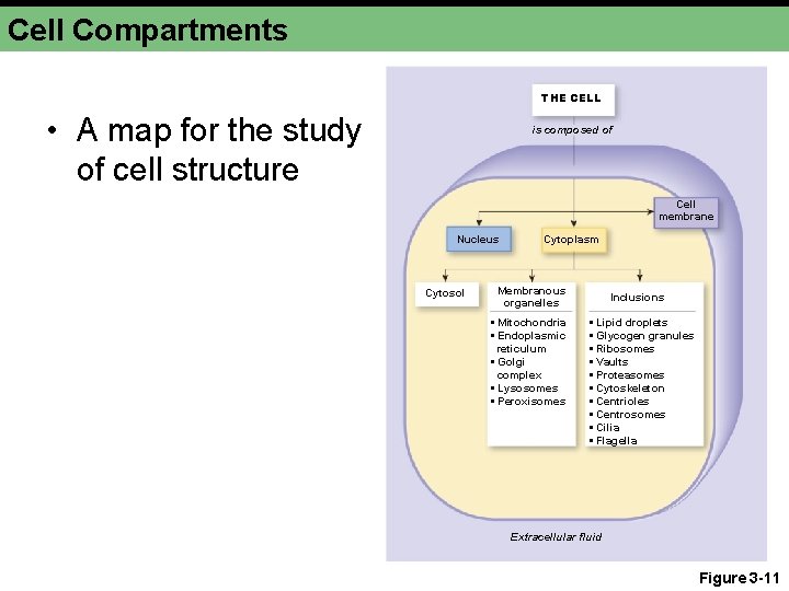 Cell Compartments THE CELL • A map for the study of cell structure is