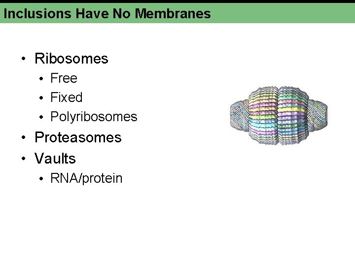 Inclusions Have No Membranes • Ribosomes • Free • Fixed • Polyribosomes • Proteasomes