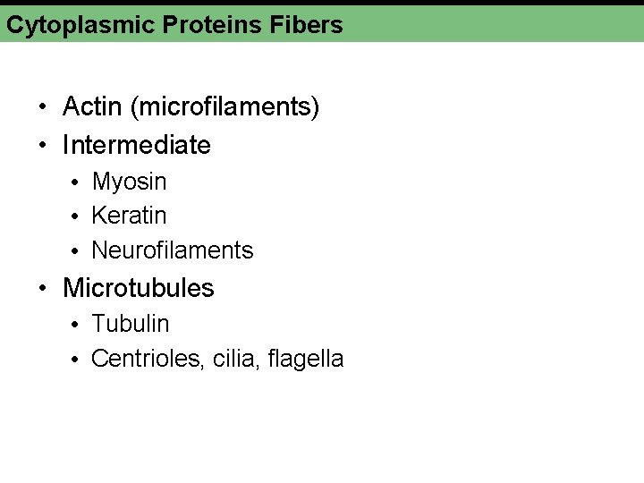 Cytoplasmic Proteins Fibers • Actin (microfilaments) • Intermediate • Myosin • Keratin • Neurofilaments