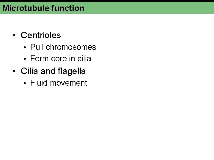 Microtubule function • Centrioles • Pull chromosomes • Form core in cilia • Cilia