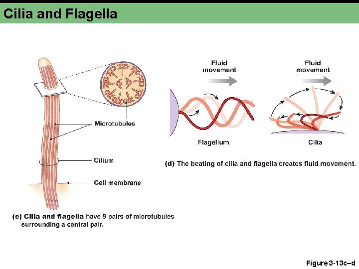 Cilia and Flagella Figure 3 -13 c–d 
