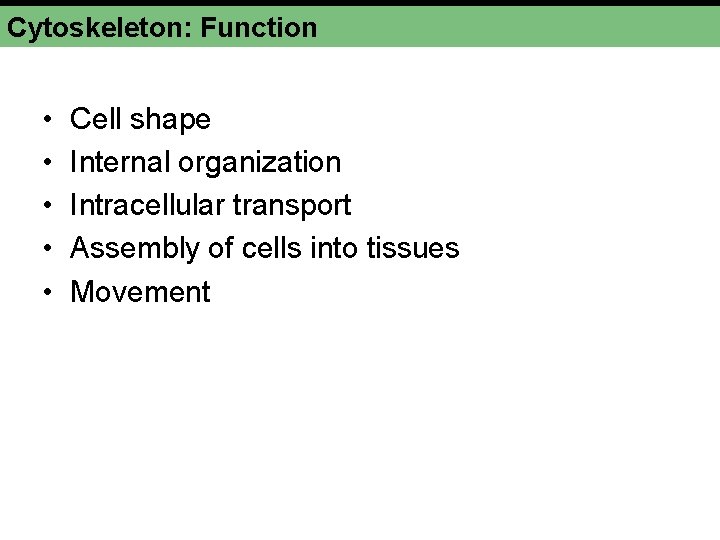 Cytoskeleton: Function • • • Cell shape Internal organization Intracellular transport Assembly of cells