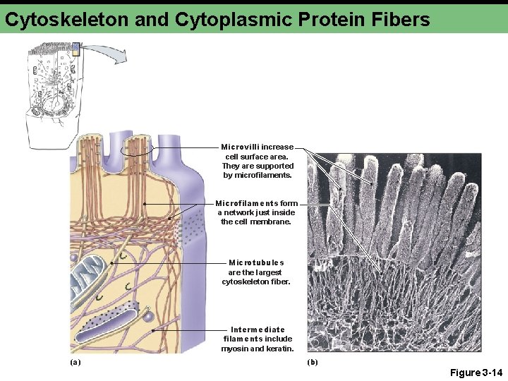 Cytoskeleton and Cytoplasmic Protein Fibers Microvilli increase cell surface area. They are supported by