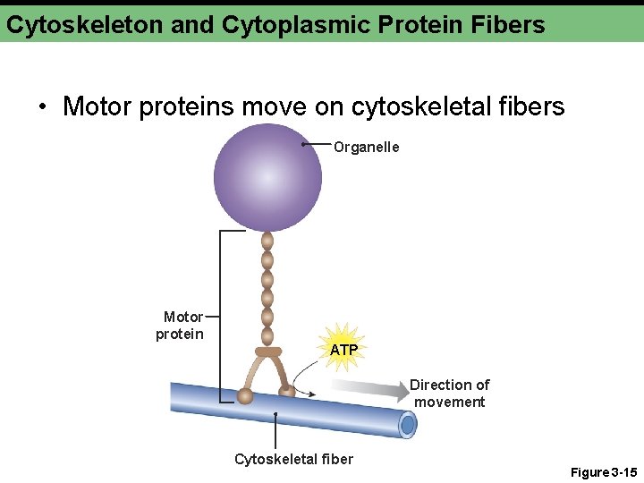 Cytoskeleton and Cytoplasmic Protein Fibers • Motor proteins move on cytoskeletal fibers Organelle Motor