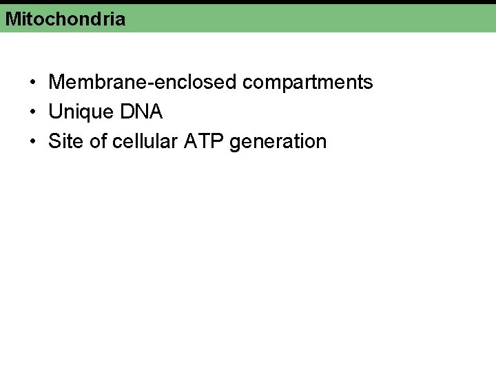 Mitochondria • Membrane-enclosed compartments • Unique DNA • Site of cellular ATP generation 
