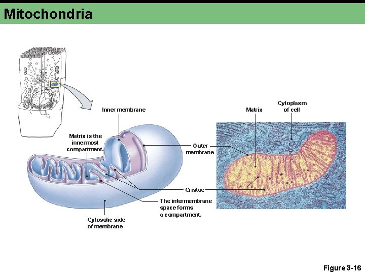 Mitochondria Inner membrane Matrix is the innermost compartment. Matrix Cytoplasm of cell Outer membrane
