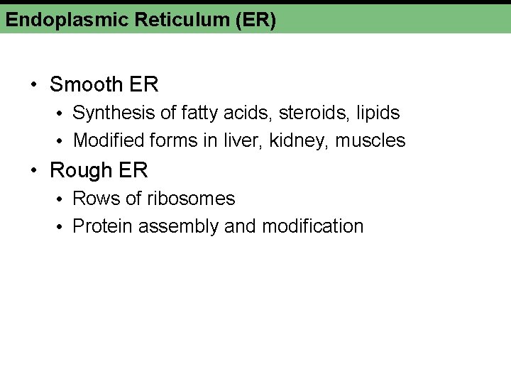 Endoplasmic Reticulum (ER) • Smooth ER • Synthesis of fatty acids, steroids, lipids •