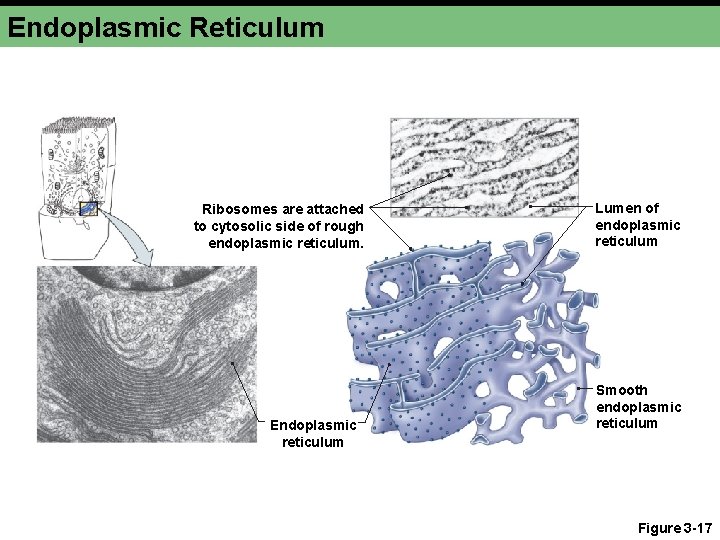 Endoplasmic Reticulum Ribosomes are attached to cytosolic side of rough endoplasmic reticulum. Endoplasmic reticulum