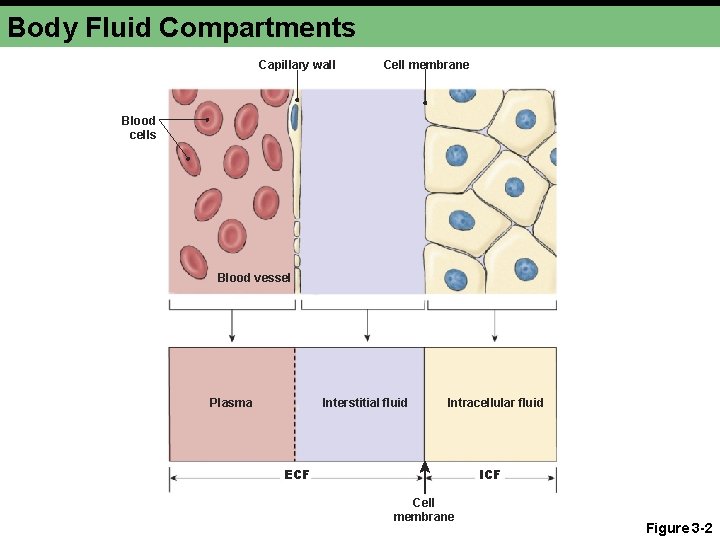 Body Fluid Compartments Capillary wall Cell membrane Blood cells Blood vessel Plasma Interstitial fluid