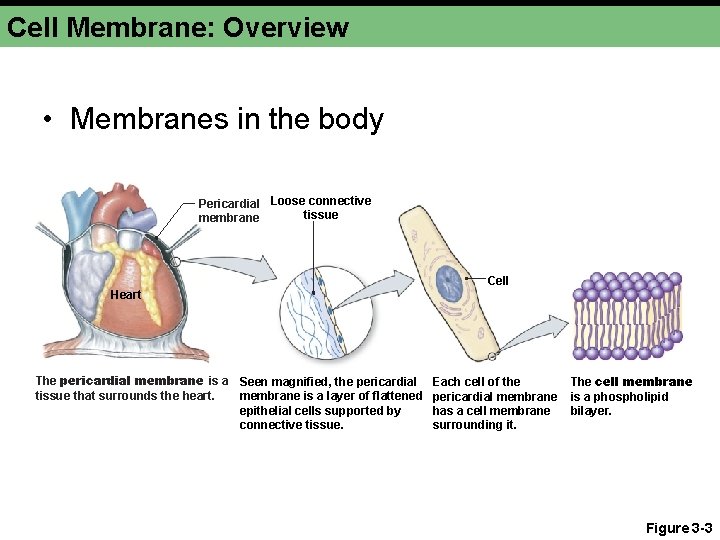 Cell Membrane: Overview • Membranes in the body Pericardial Loose connective tissue membrane Cell