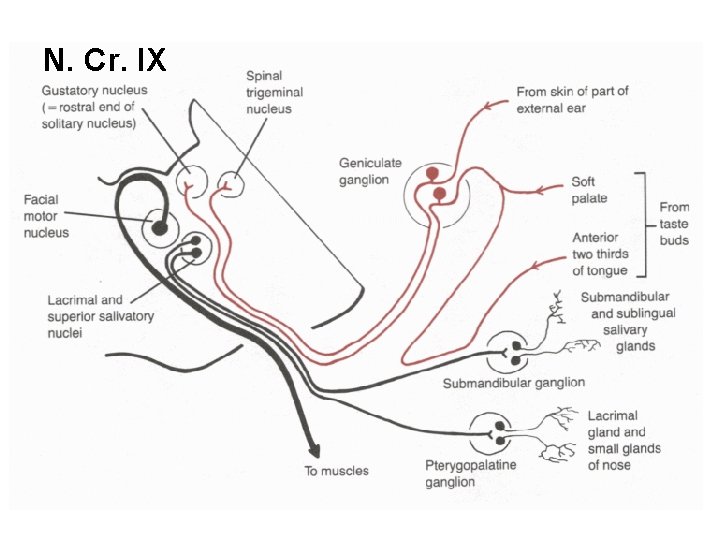 N. Cr. IX 