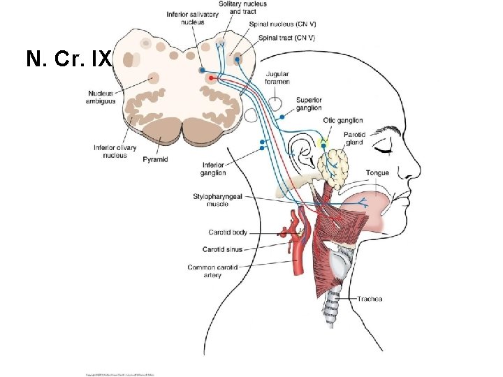 N. Cr. IX 