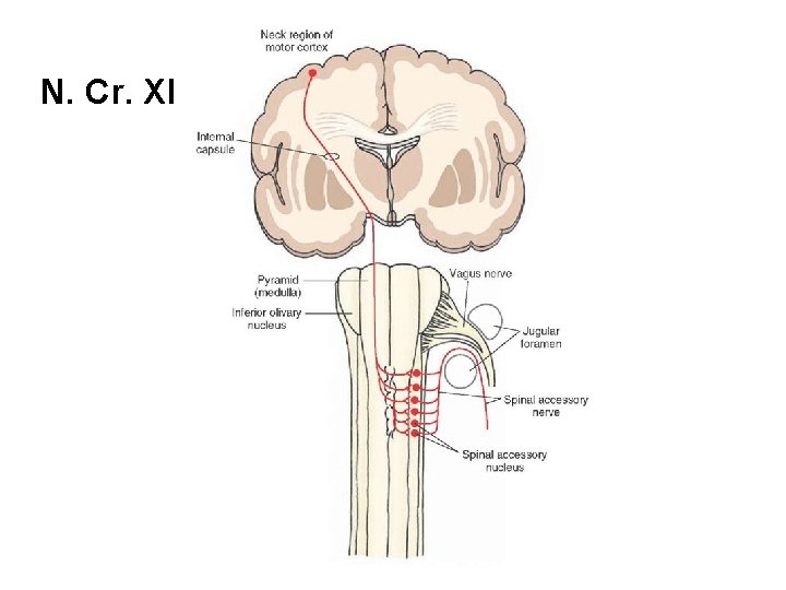 N. Cr. XI 