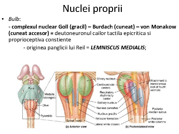 Nuclei proprii • Bulb: - complexul nuclear Goll (gracil) – Burdach (cuneat) – von