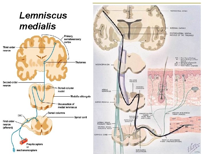 Lemniscus medialis 