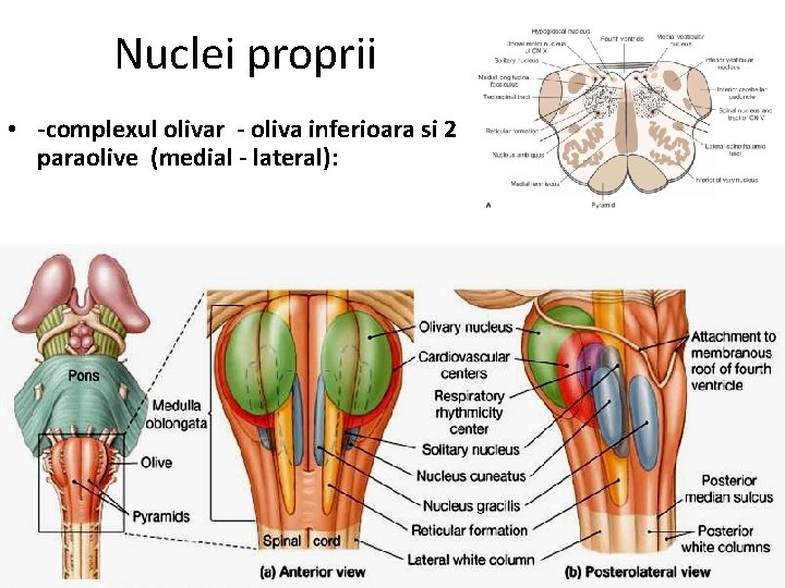 Nuclei proprii • -complexul olivar - oliva inferioara si 2 paraolive (medial - lateral):