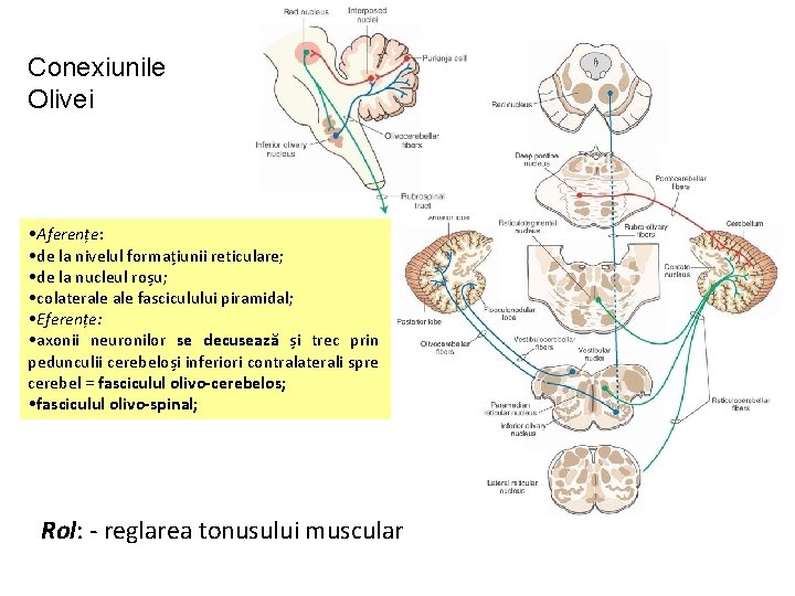 Conexiunile Olivei • Aferențe: • de la nivelul formațiunii reticulare; • de la nucleul