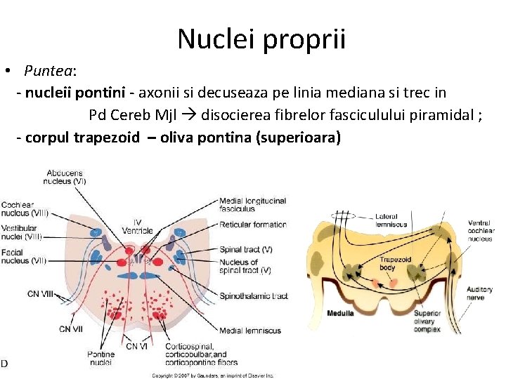 Nuclei proprii • Puntea: - nucleii pontini - axonii si decuseaza pe linia mediana