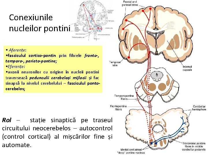 Conexiunile nucleilor pontini • Aferențe: • fasciculul cortico-pontin prin fibrele fronto-, temporo-, parieto-pontine; •