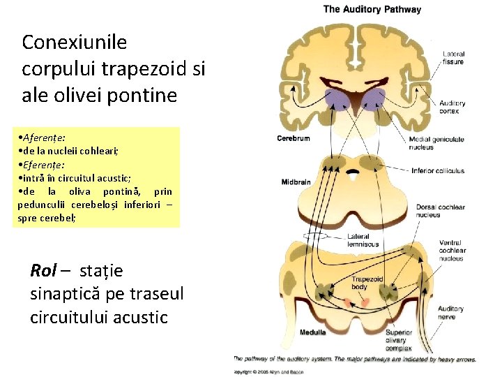 Conexiunile corpului trapezoid si ale olivei pontine • Aferențe: • de la nucleii cohleari;