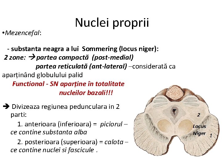  • Mezencefal: Nuclei proprii - substanta neagra a lui Sommering (locus niger): 2