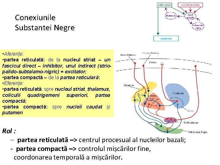 Conexiunile Substantei Negre • Aferențe: • partea reticulată: de la nucleul striat – un